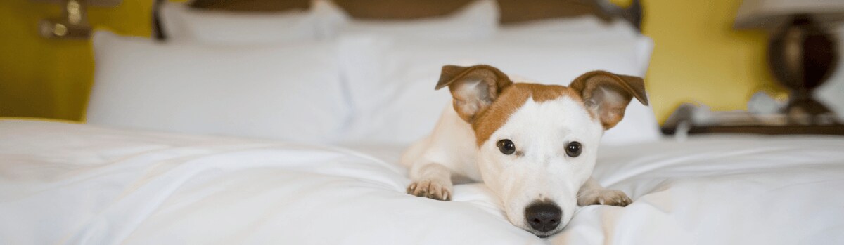 Find Pet Friendly Resorts on Expedia