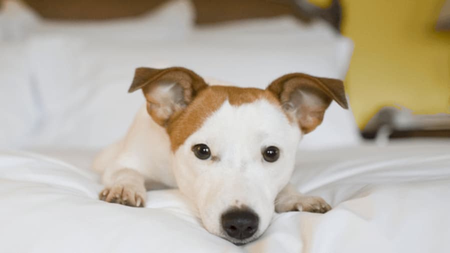 Find Pet Friendly Resorts on Expedia