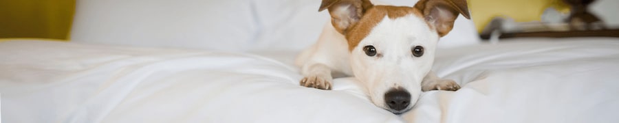 Pet Friendly Hotels