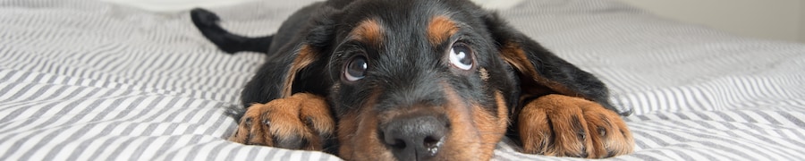 Pet Friendly Hotels
