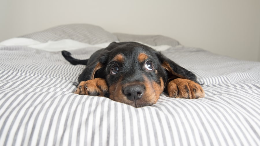 Find Pet Friendly Motels on Travelocity