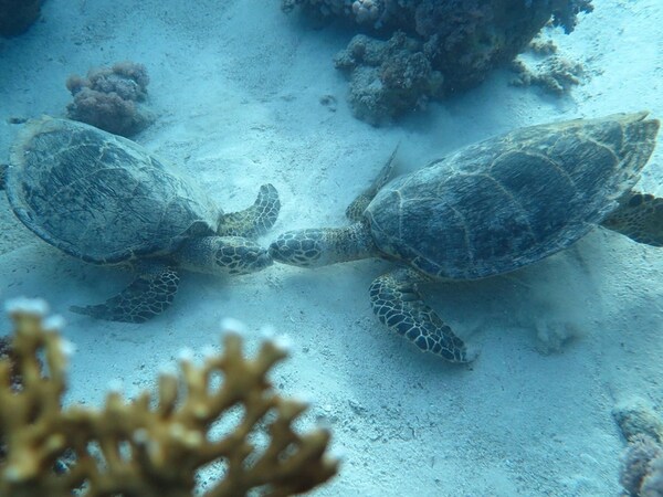 Marsa Alam & Quseir