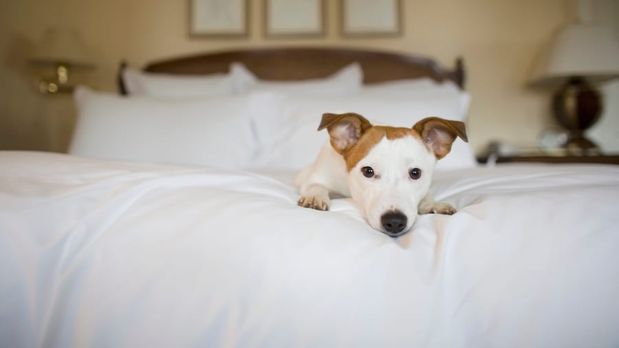 Find Pet Friendly Vacation Rentals on Travelocity