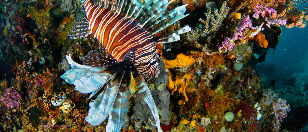 underwater sea life