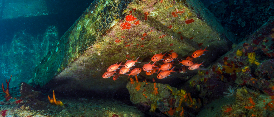 underwater sea life