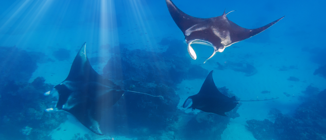 stingray underwater