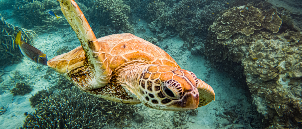 underwater sea life