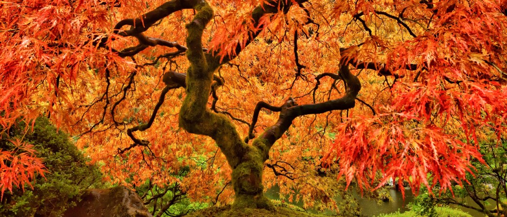 A large tree in the fall, filled with leaves colored in orange and red.