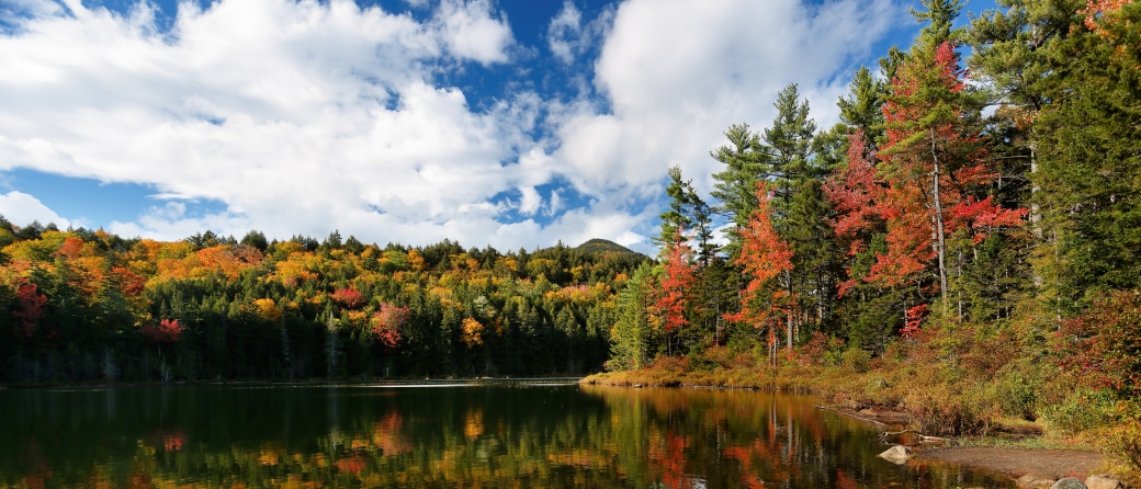 Ground view of a rural setting in the White Mountain National Forest, New Hampshire in the Fall. The landscape is filled with trees with orange colored leaves.