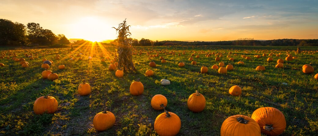 Ground view of a pumpkin patch filled with pumpkins at dusk in Dixon, California.