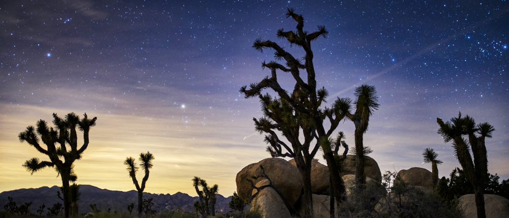 Joshua Tree U.S. National Forest at night. The stars overhead are bright, and there is a shooting star caught on camera.