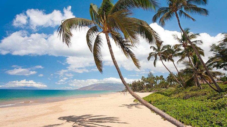 palm trees and sands at beach