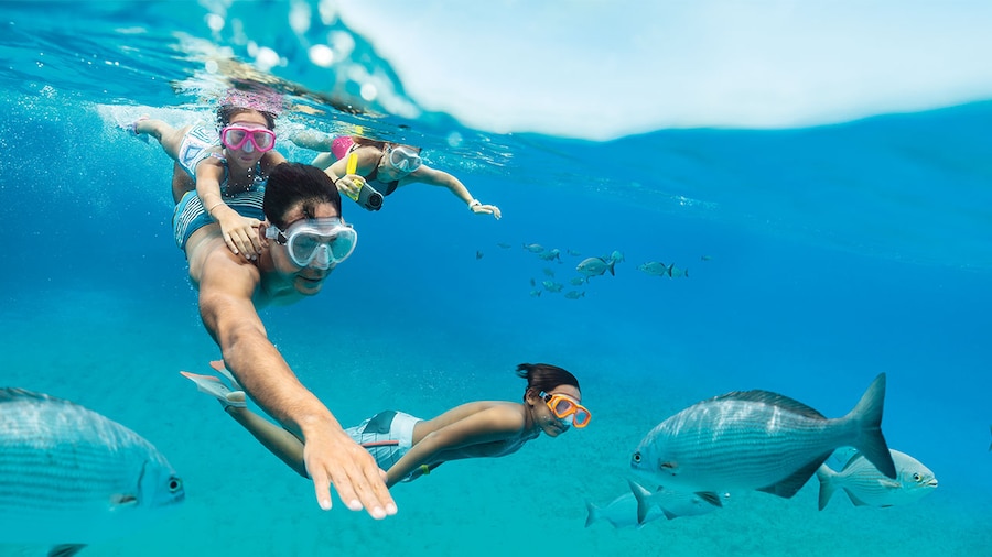people snorkeling in water in bahamas