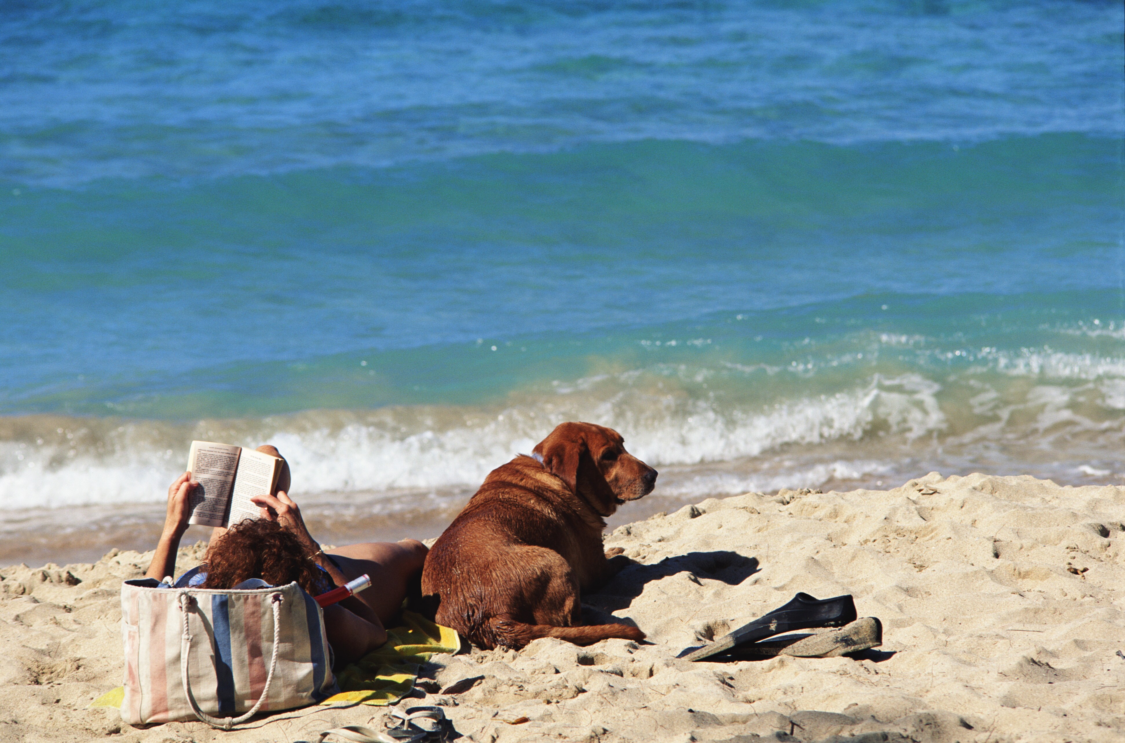 Urlaub an der Nordsee mit Hund