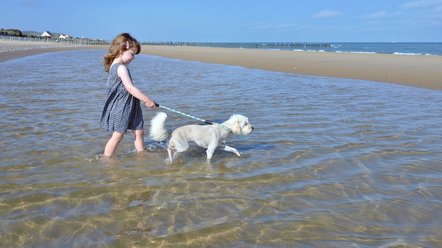 Vacances animaux acceptés en Bretagne