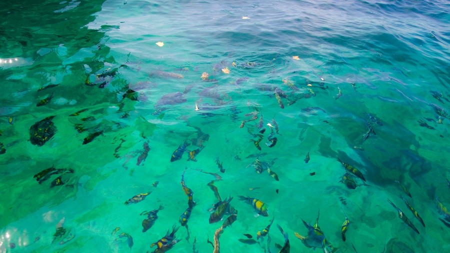 An image of ibiza islands