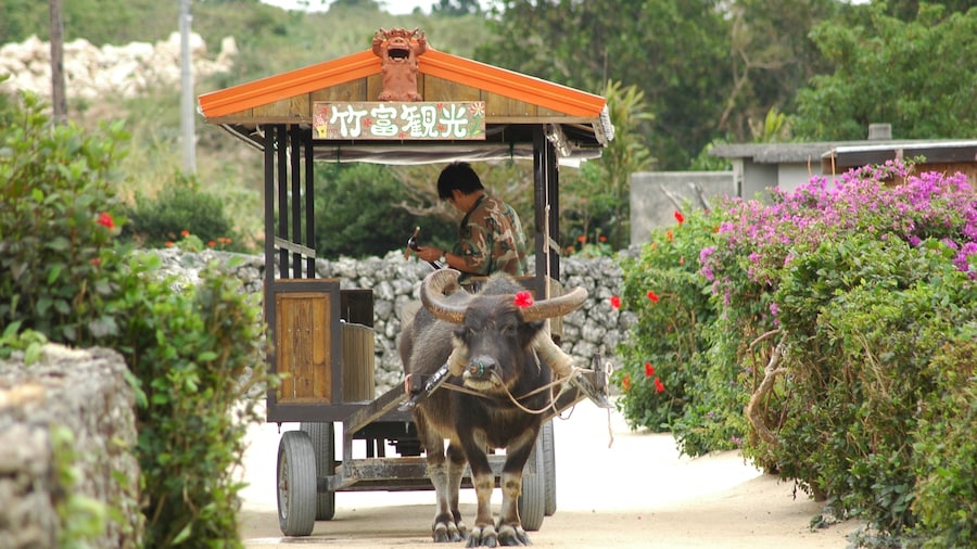 An image of san jose