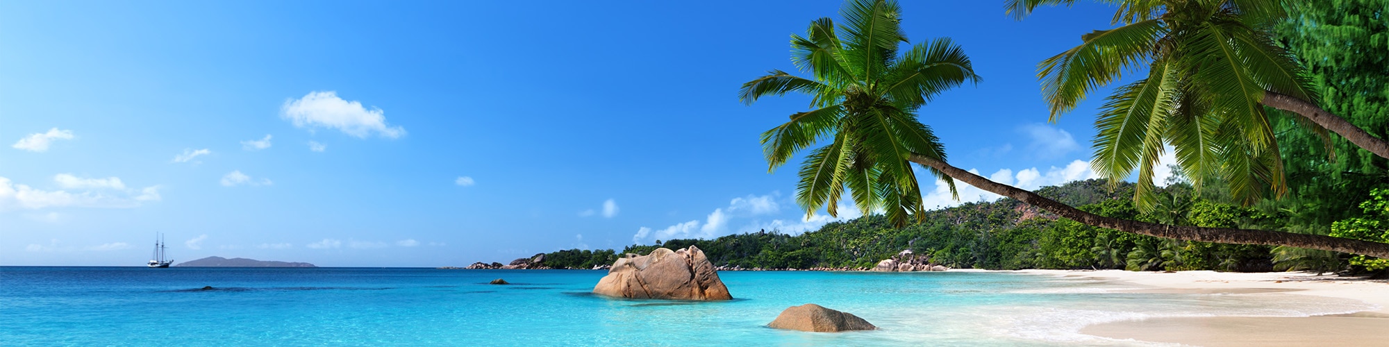 Beach with palm tree and blue water.