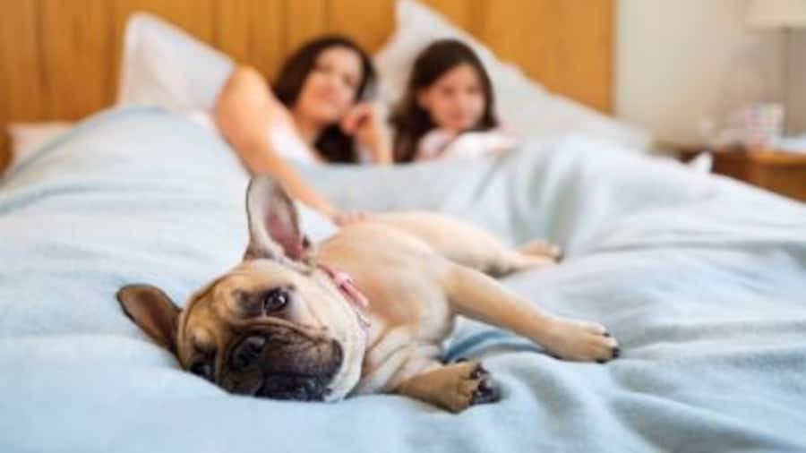 Find Pet Friendly Motels on Expedia