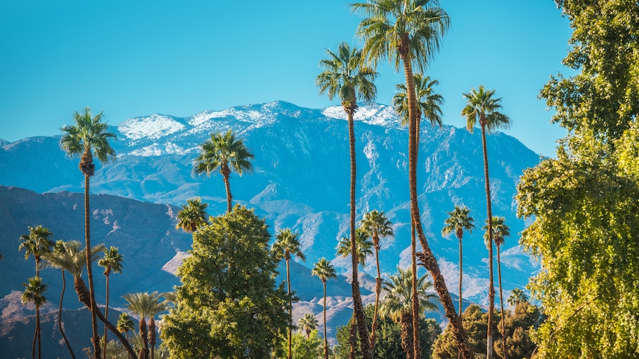 Palm trees with mountains in background in Palm Springs