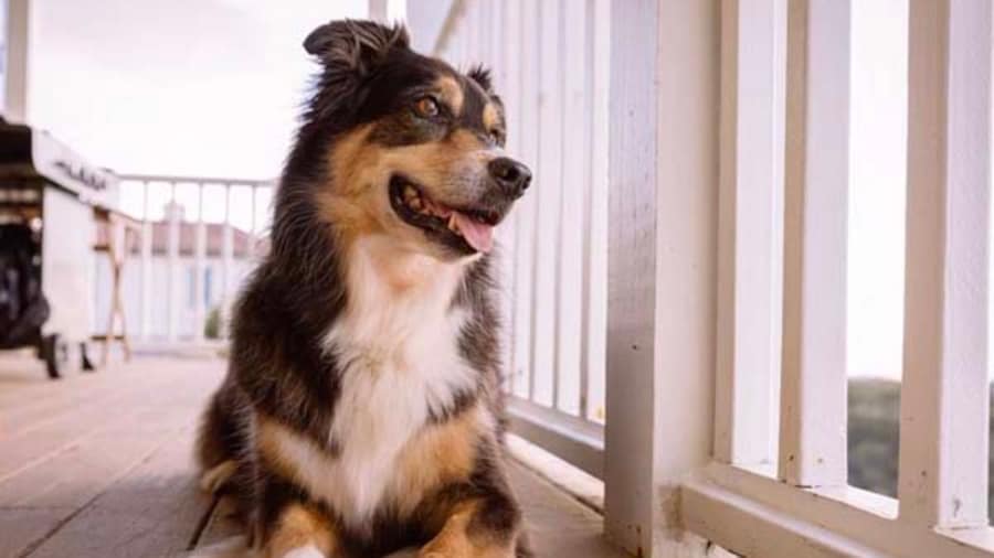 Find Pet Friendly Vacation Rentals on Expedia