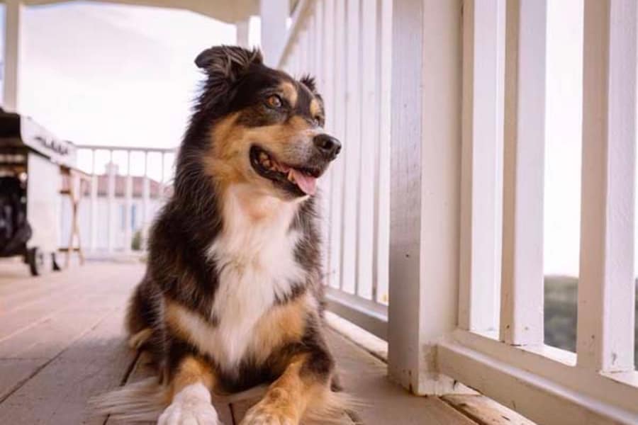 Locations animaux admis
