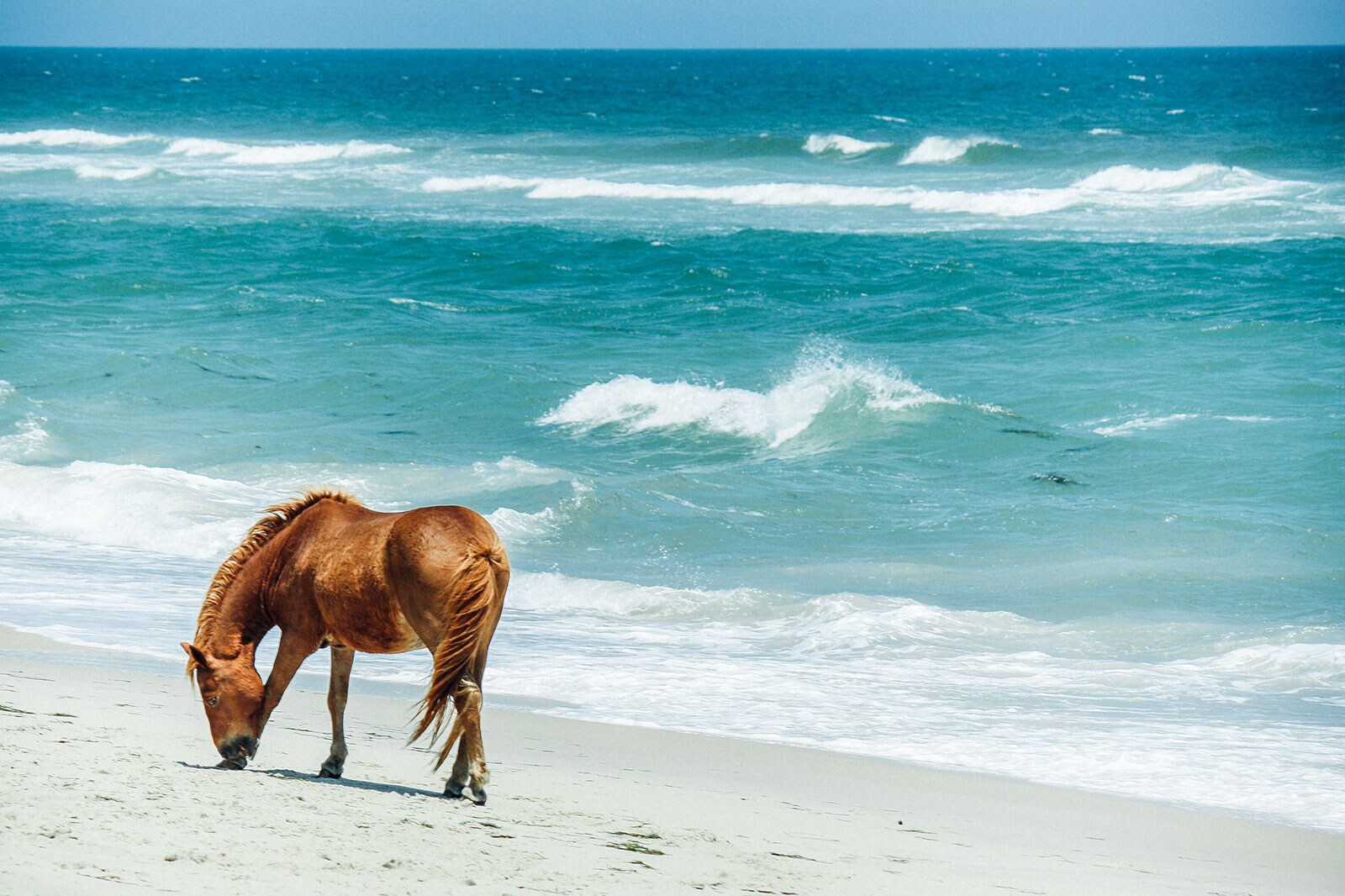 Assateague.