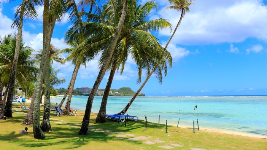 A beach with palm trees and blue water