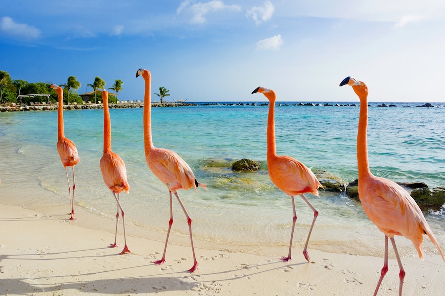 Cayman Islands beach