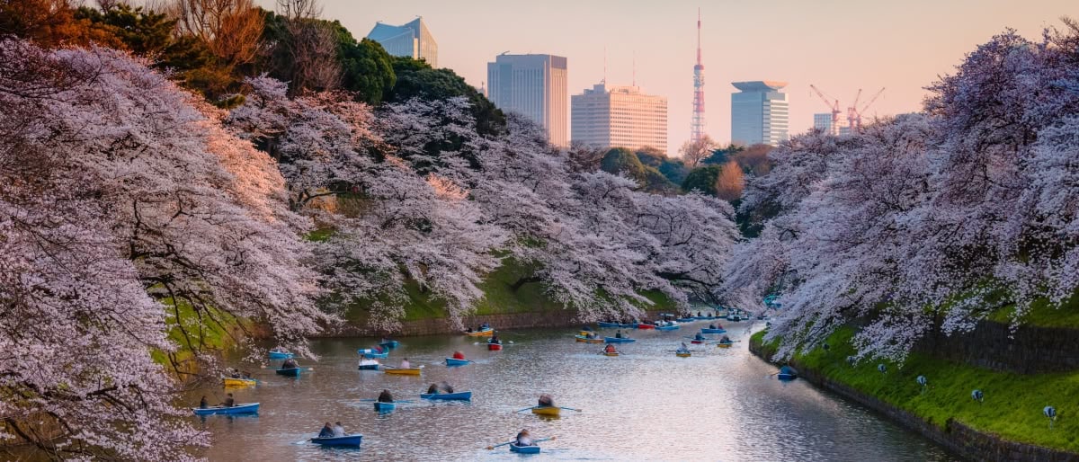 Tokyo river with Sakura blossoms