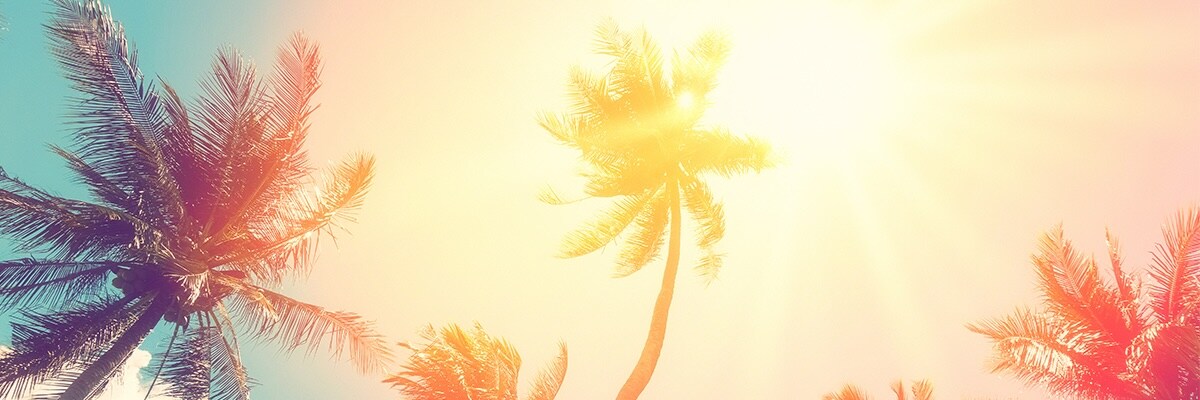 The sun rises over palm trees.