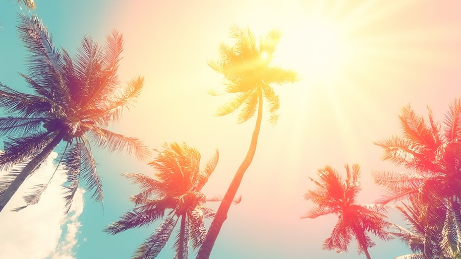 The sun rises over palm trees.